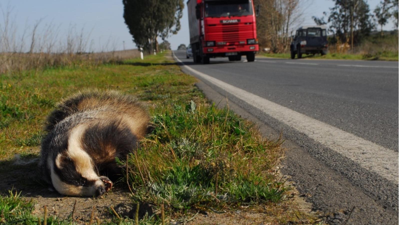 European badger (Meles meles) road-killed on a national road in Alentejo (Portugal) ©Joaquim Pedro Ferreira